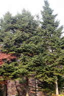 Image of Korean Fir