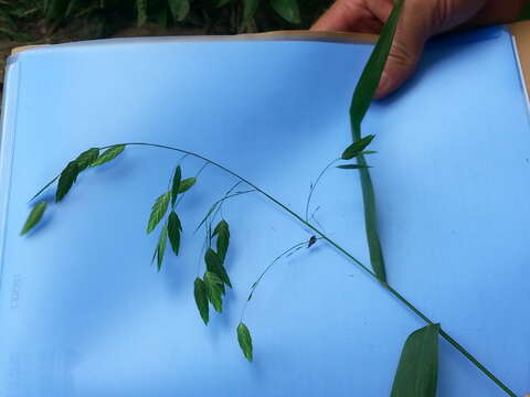 Imagem de Chasmanthium latifolium (Michx.) H. O. Yates