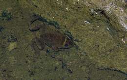 Image of African Groove-crowned Frog