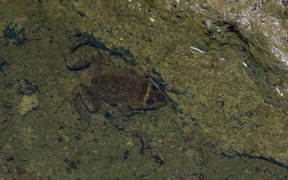 صورة Hoplobatrachus occipitalis (Günther 1858)