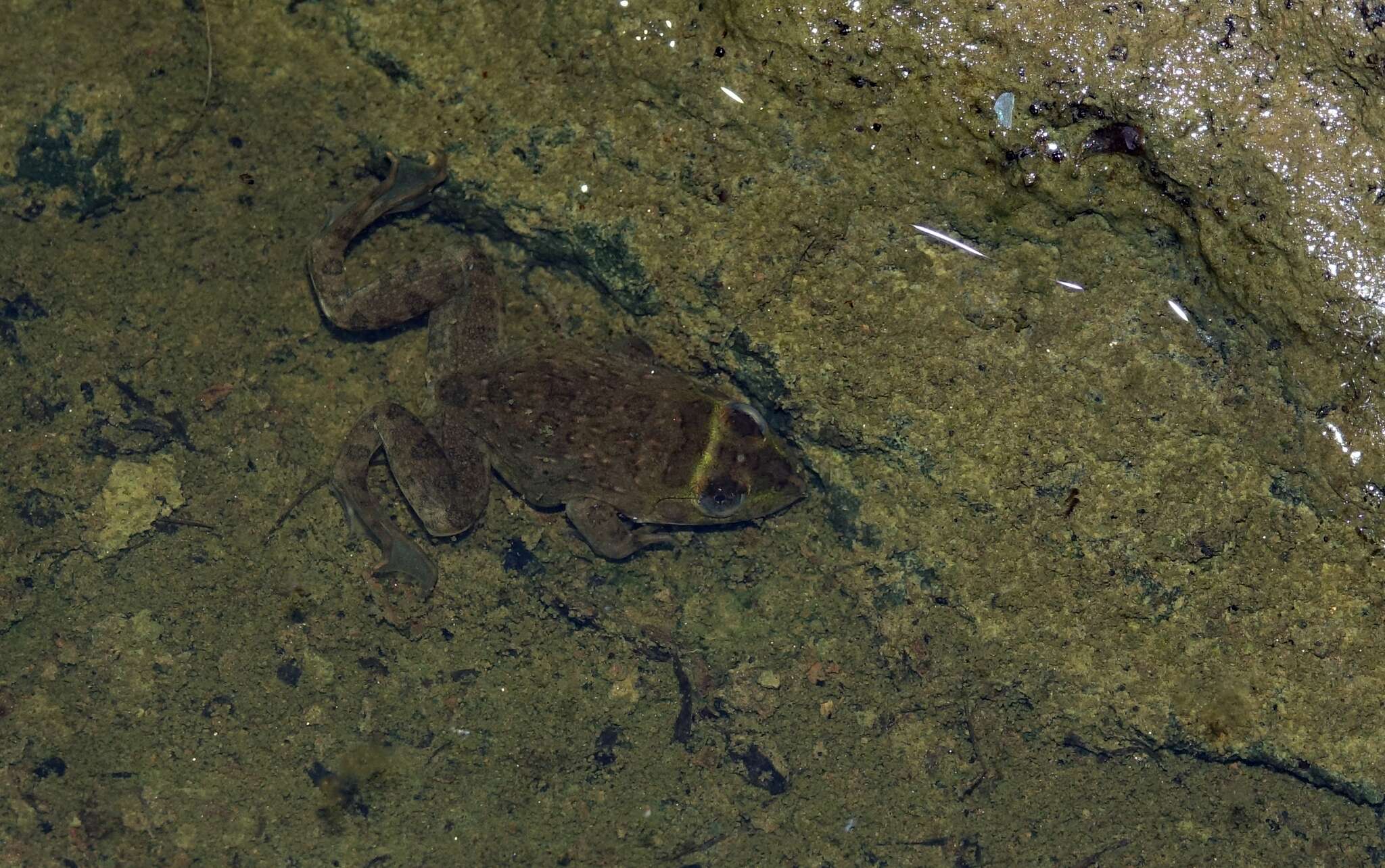 Image of African Groove-crowned Frog