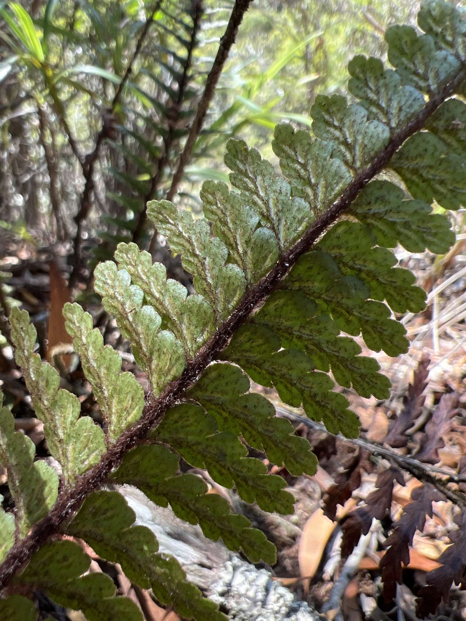 Image of Lacy Spleenwort