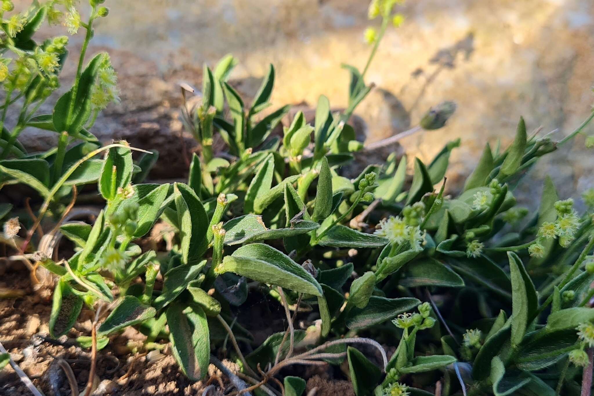 Image of Chiropetalum berteroanum Schltdl.