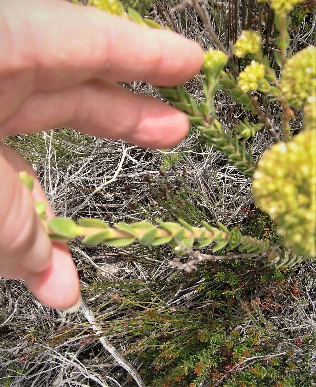 Image of Crassula subulata var. fastigiata (Schönl.) Tölken