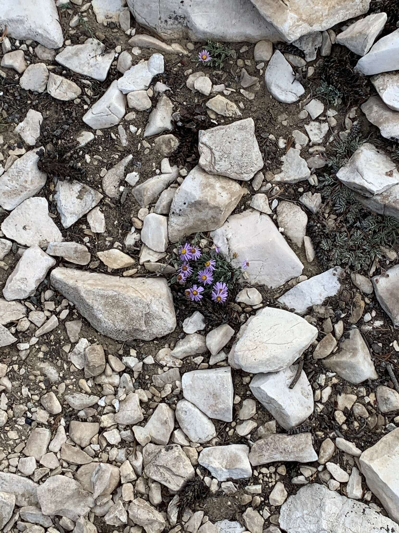 Слика од Erigeron clokeyi var. pinzliae G. L. Nesom