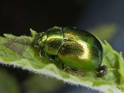 Image of Chrysolina herbacea