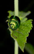 Image of Chrysolina herbacea