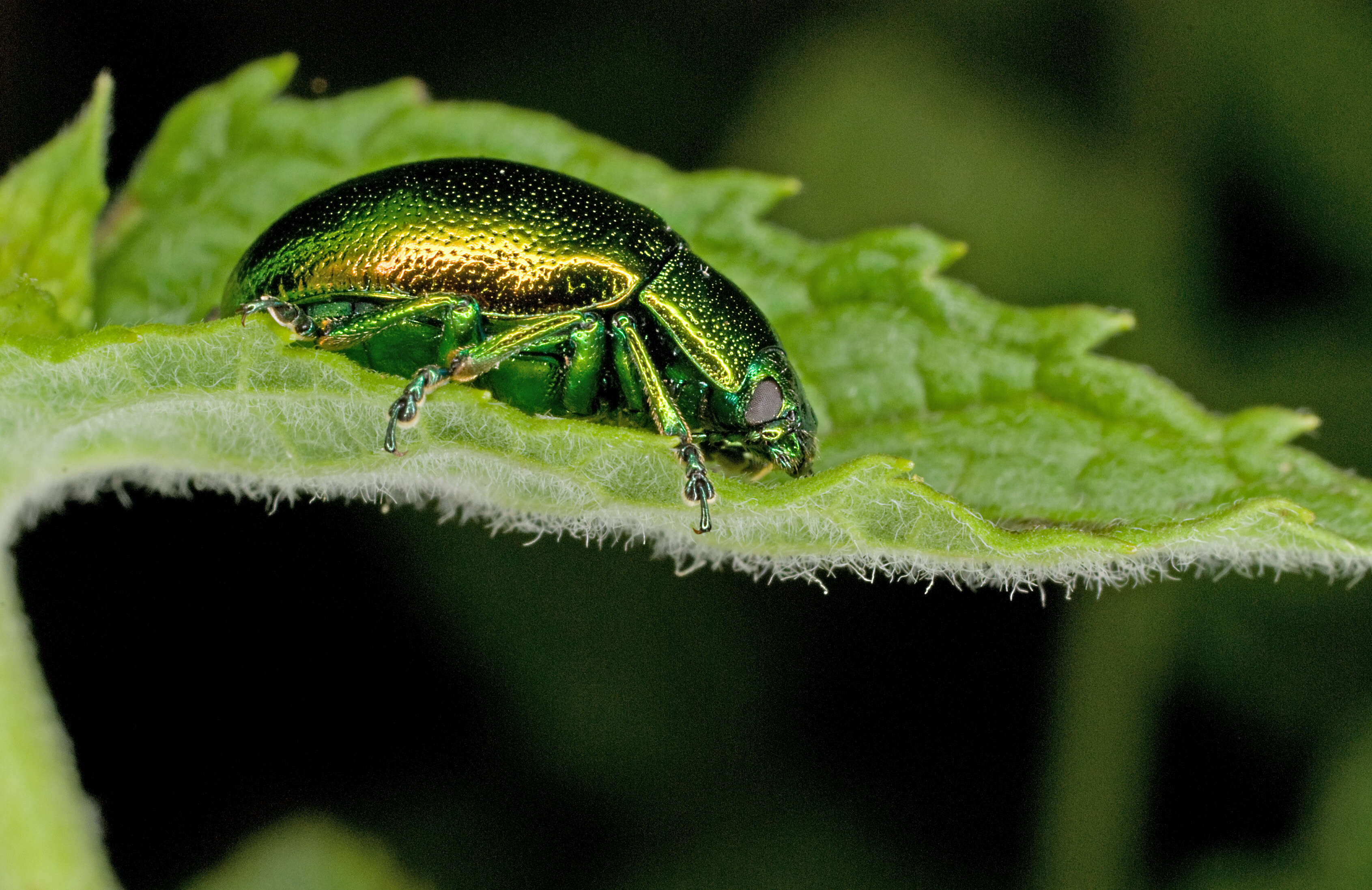 Image of Chrysolina herbacea