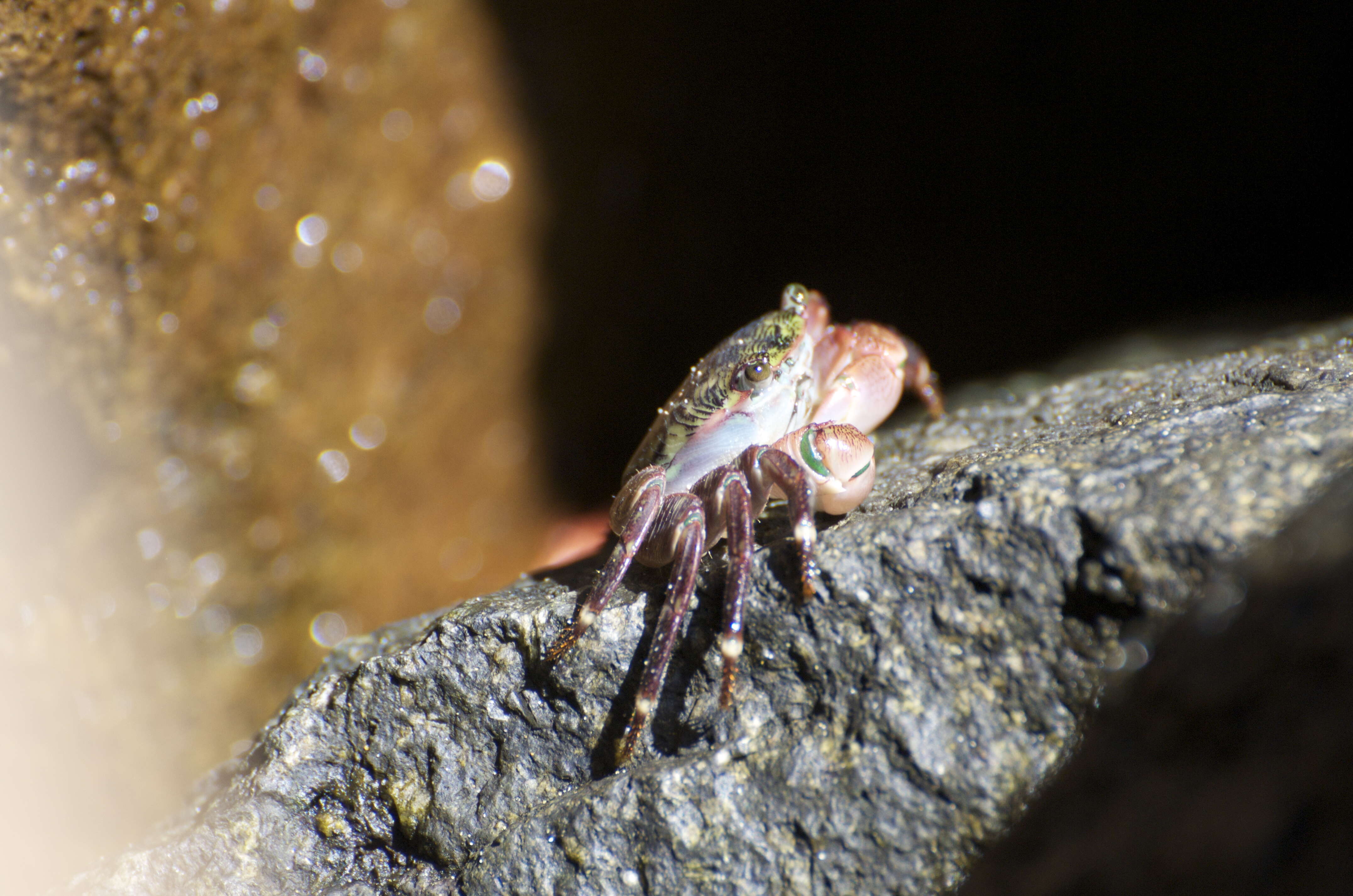 Image of striped shore crab