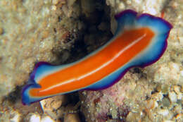 Image of Beautiful rainbow flatworm