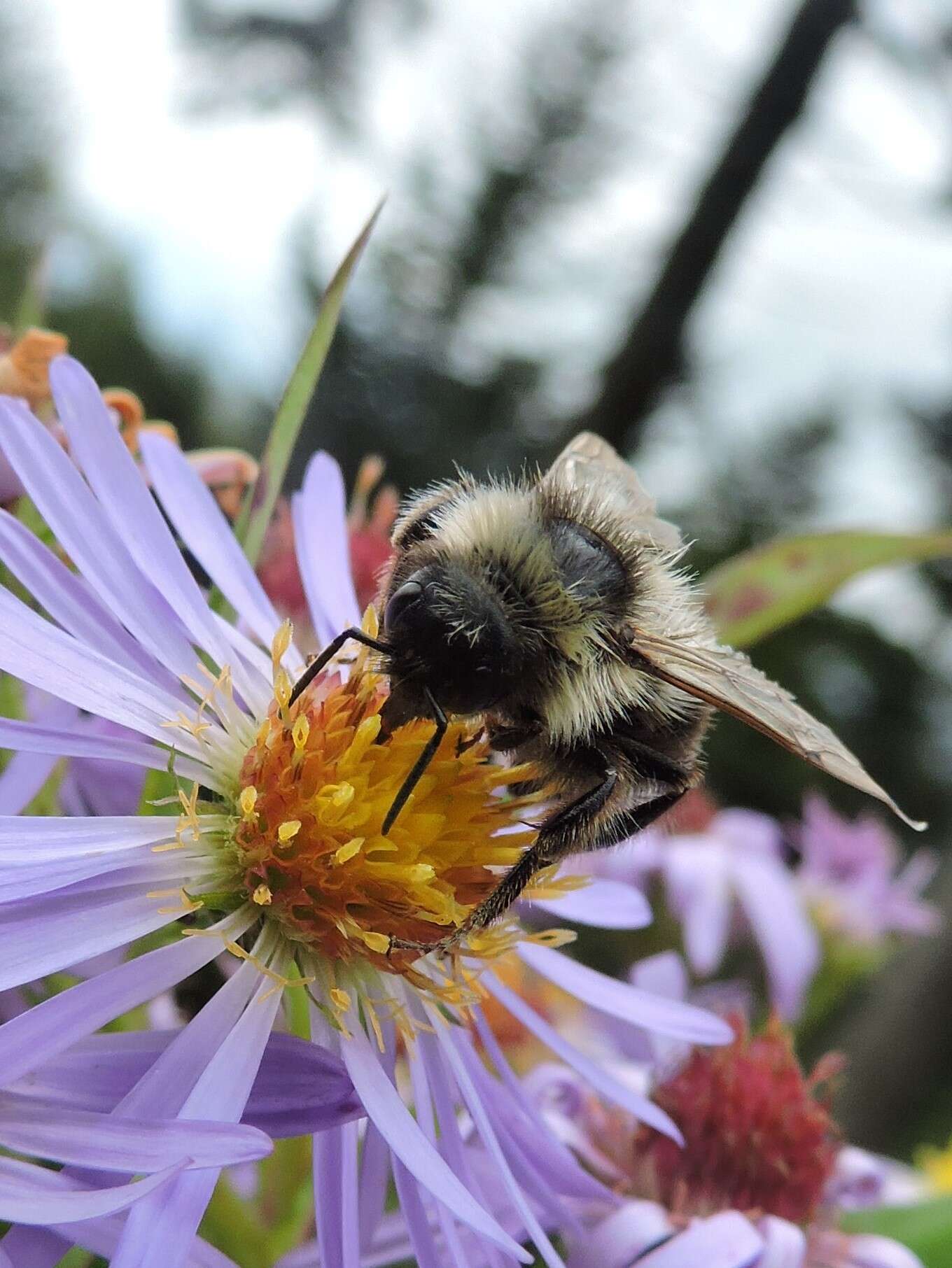 Imagem de Bombus flavidus Eversmann 1852