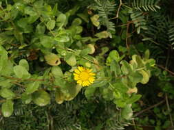 Image of Grindelia lanceolata var. greenei (Steyerm.) G. L. Nesom