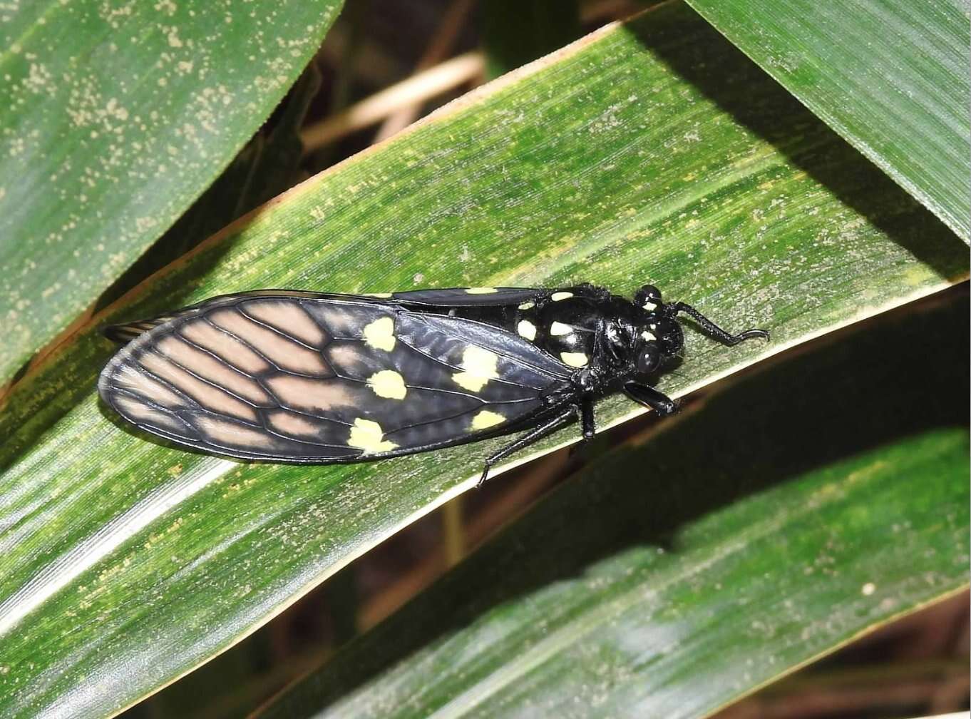 Image of Gaeana maculata (Drury 1773)