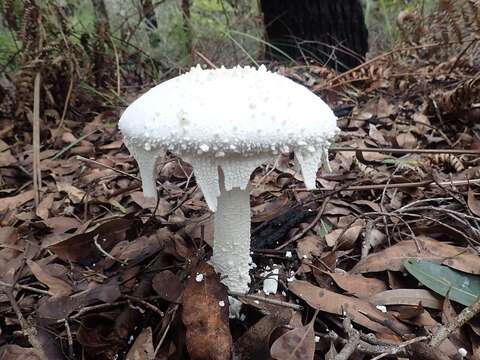 Image of Amanita pyramidifera D. A. Reid 1978