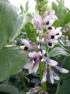 Image of Broad Bean