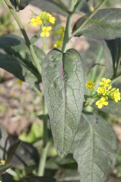 Plancia ëd Brassica juncea (L.) Czern.