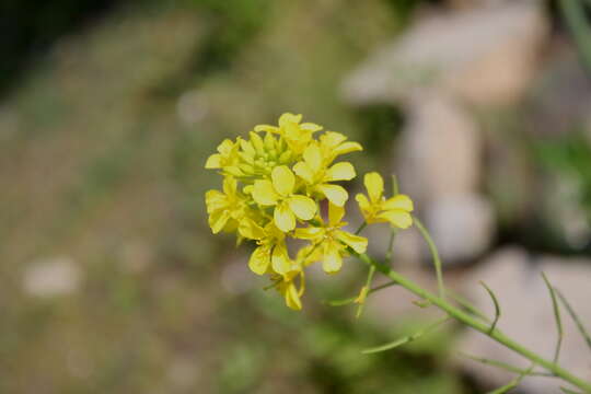 Image of Chinese mustard