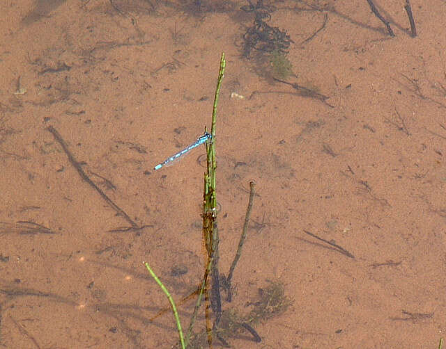 Image of Common Blue Damselfly