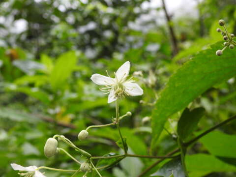 Clematis hirsuta Guill. & Perr.的圖片