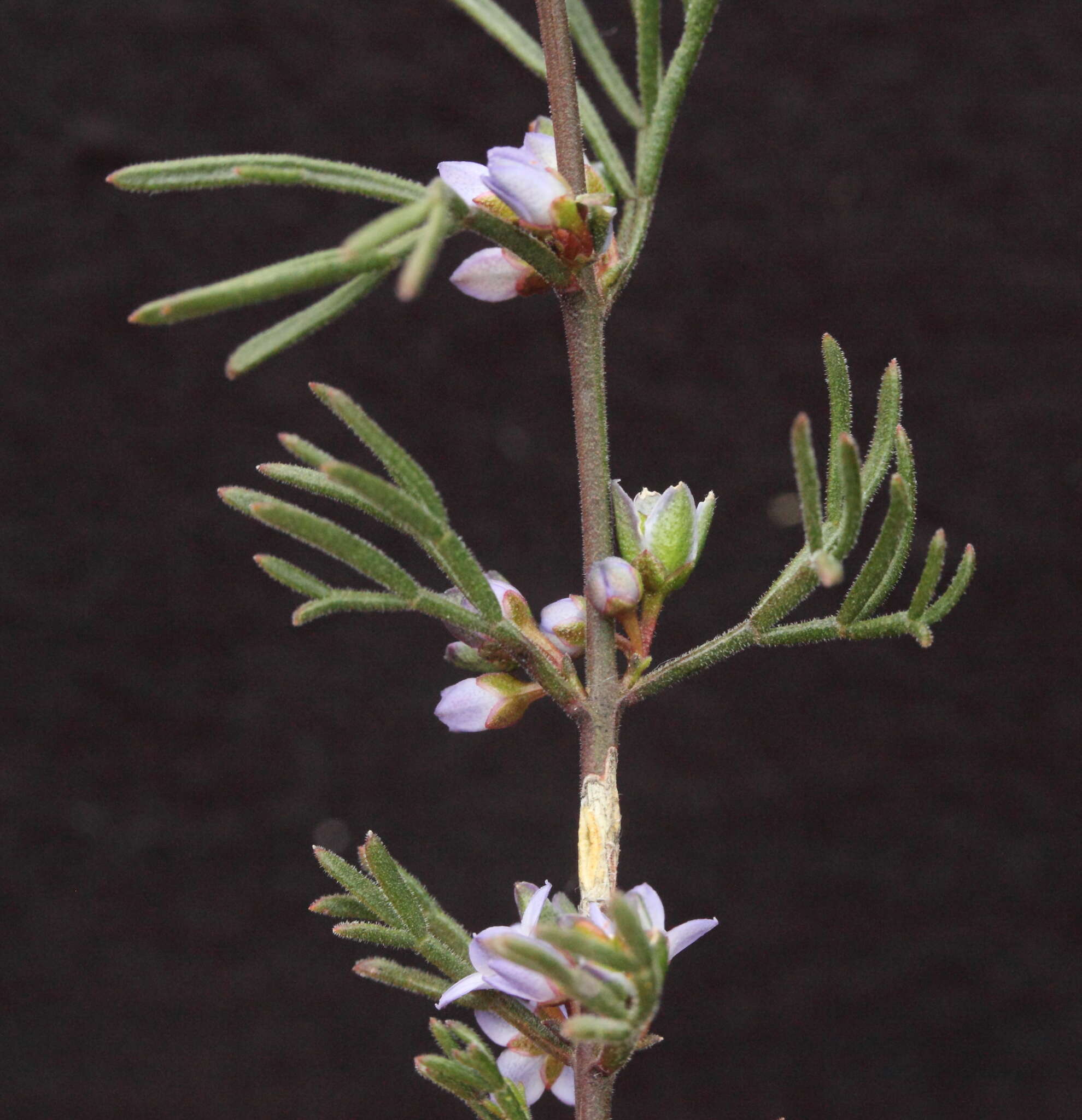 Image of Boronia ramosa (Lindley) Benth.