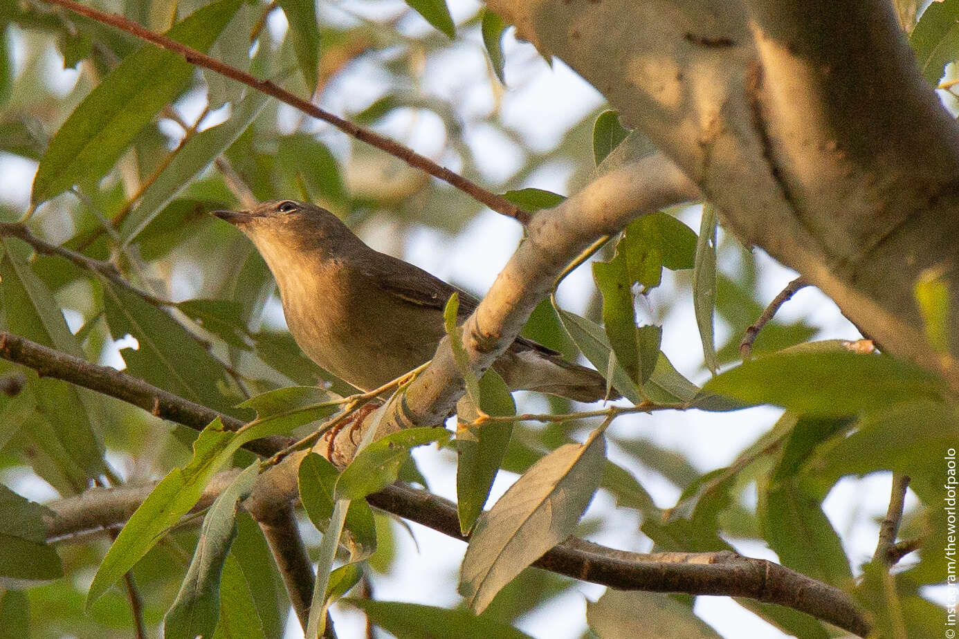 Image of Garden Warbler