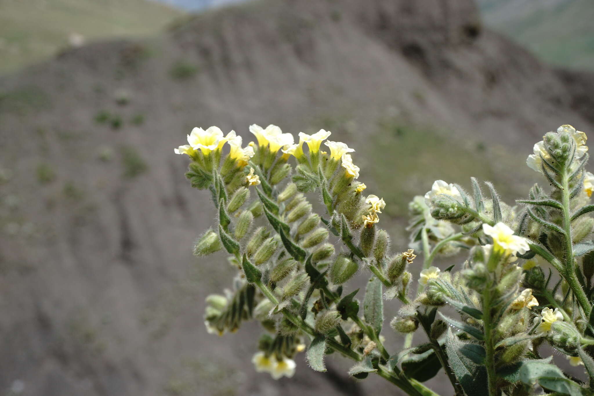 صورة Nonea alpestris (Stev.) G. Don fil.