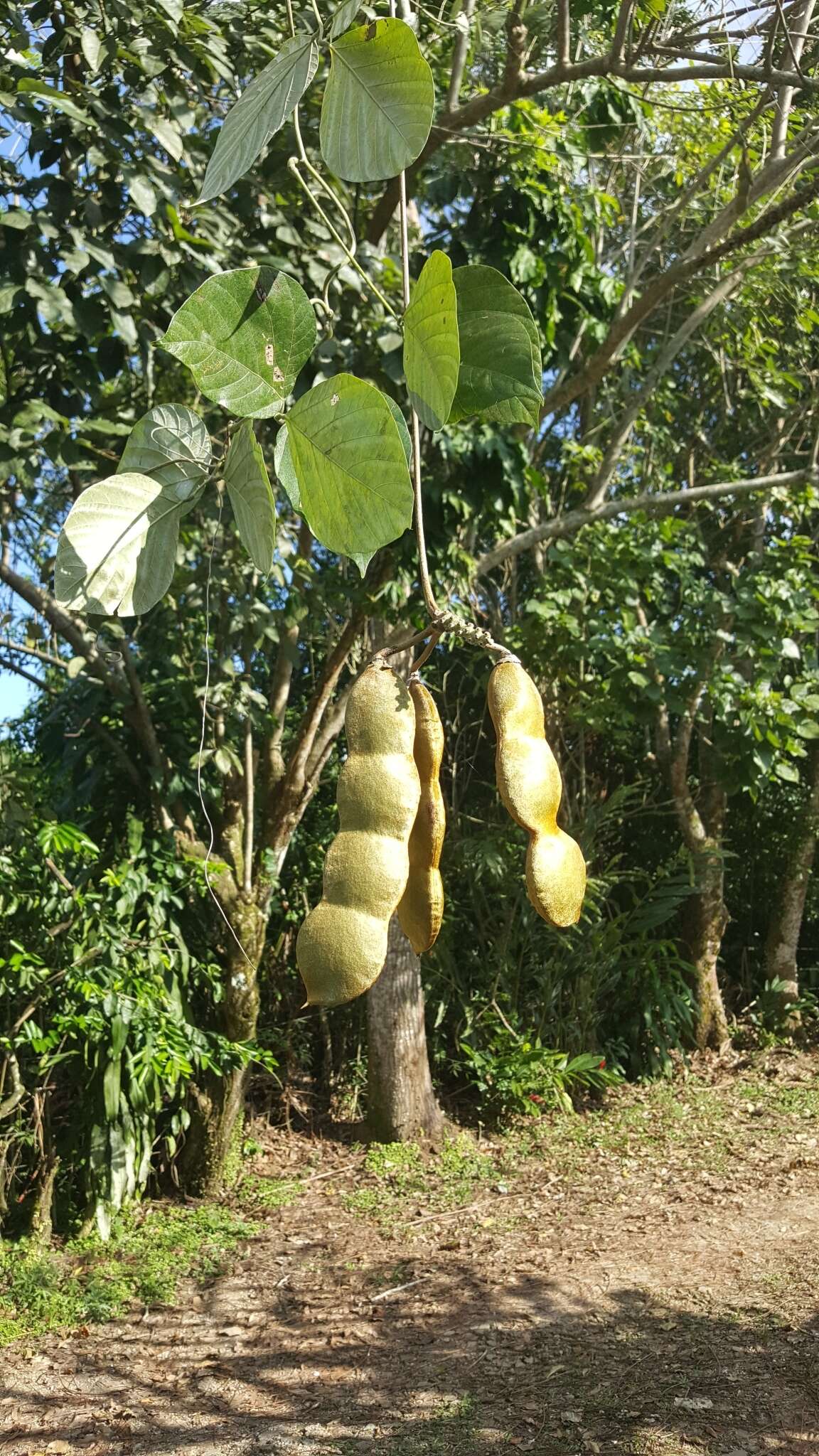 Image of Mucuna argyrophylla Standl.