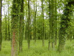 Image of English ivy