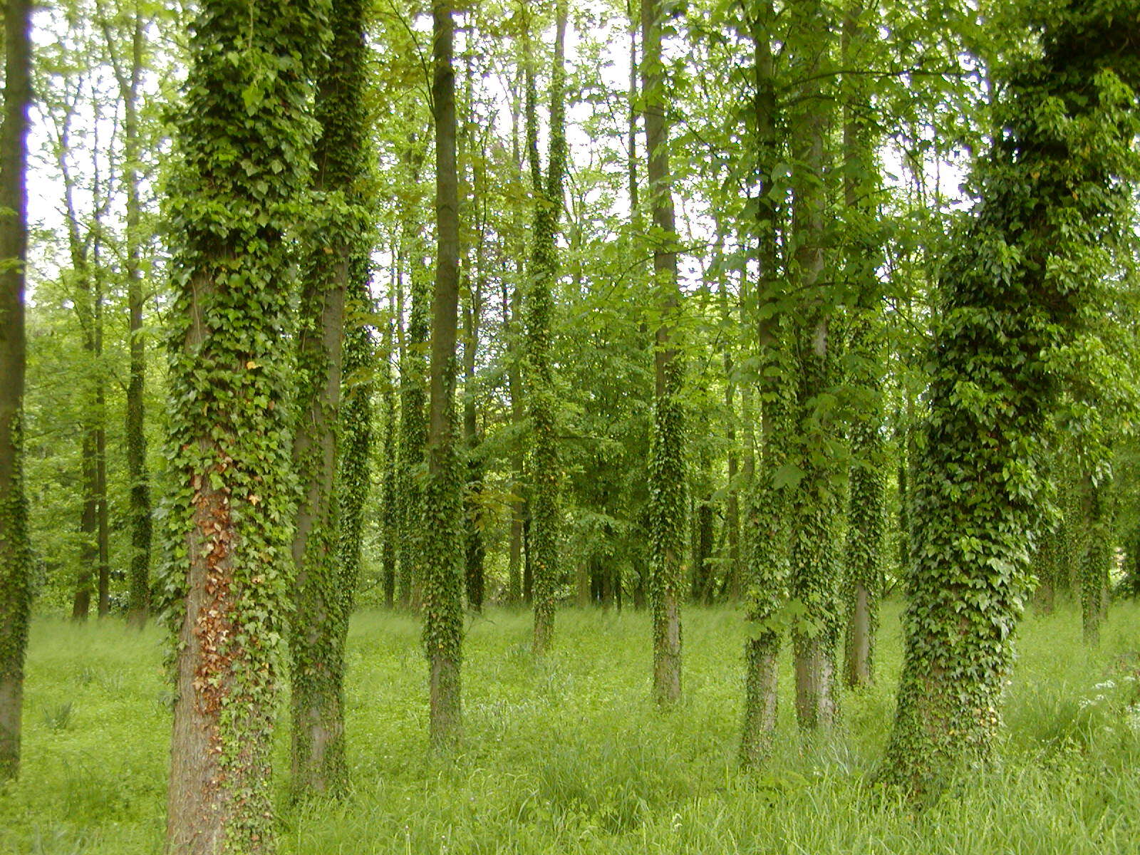 Image of English ivy