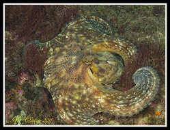 Image of Common octopus