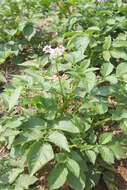 Image of eggplant