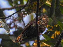 Image of African Emerald Cuckoo