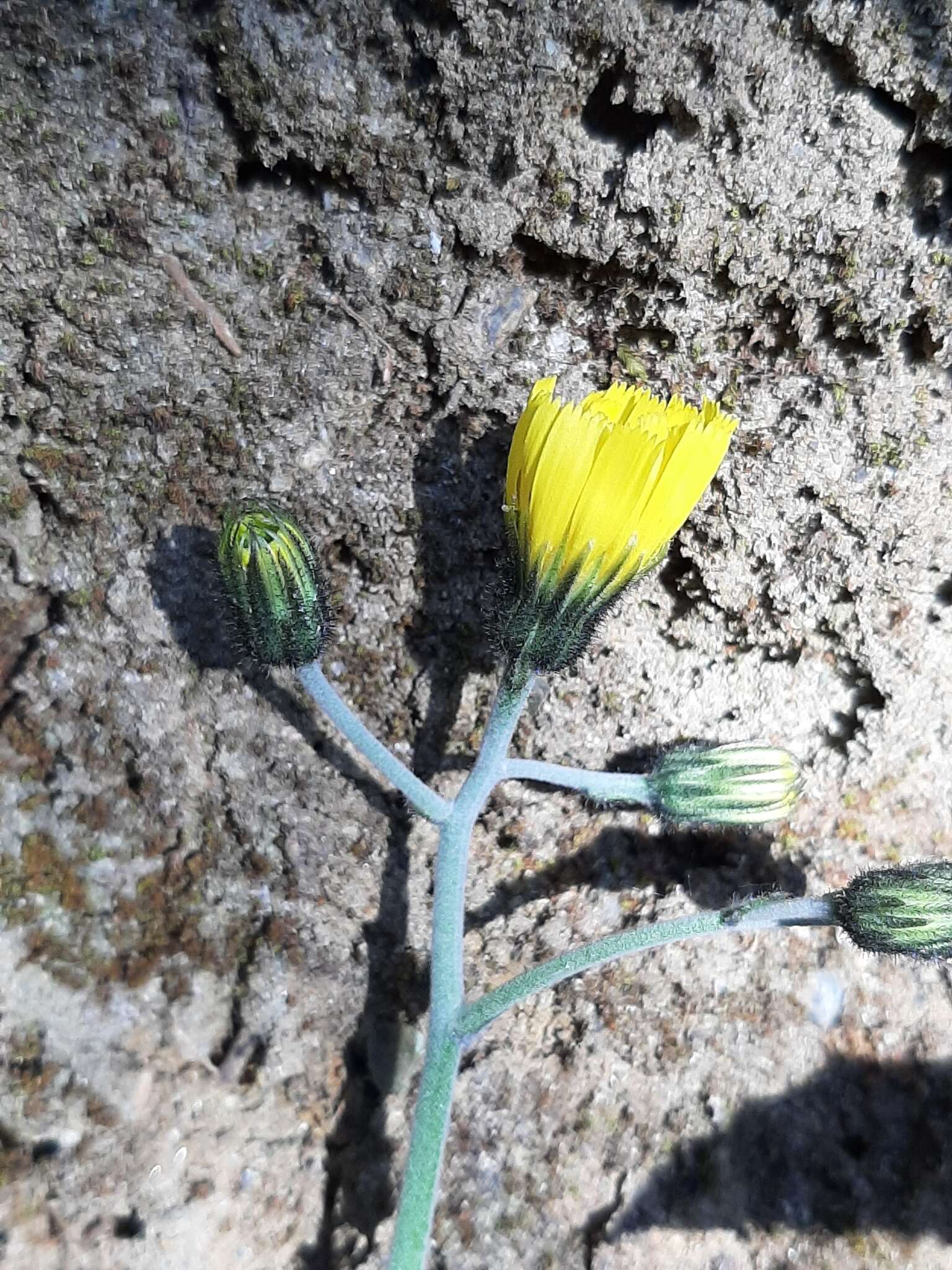 Imagem de Hieracium bifidum Kit.