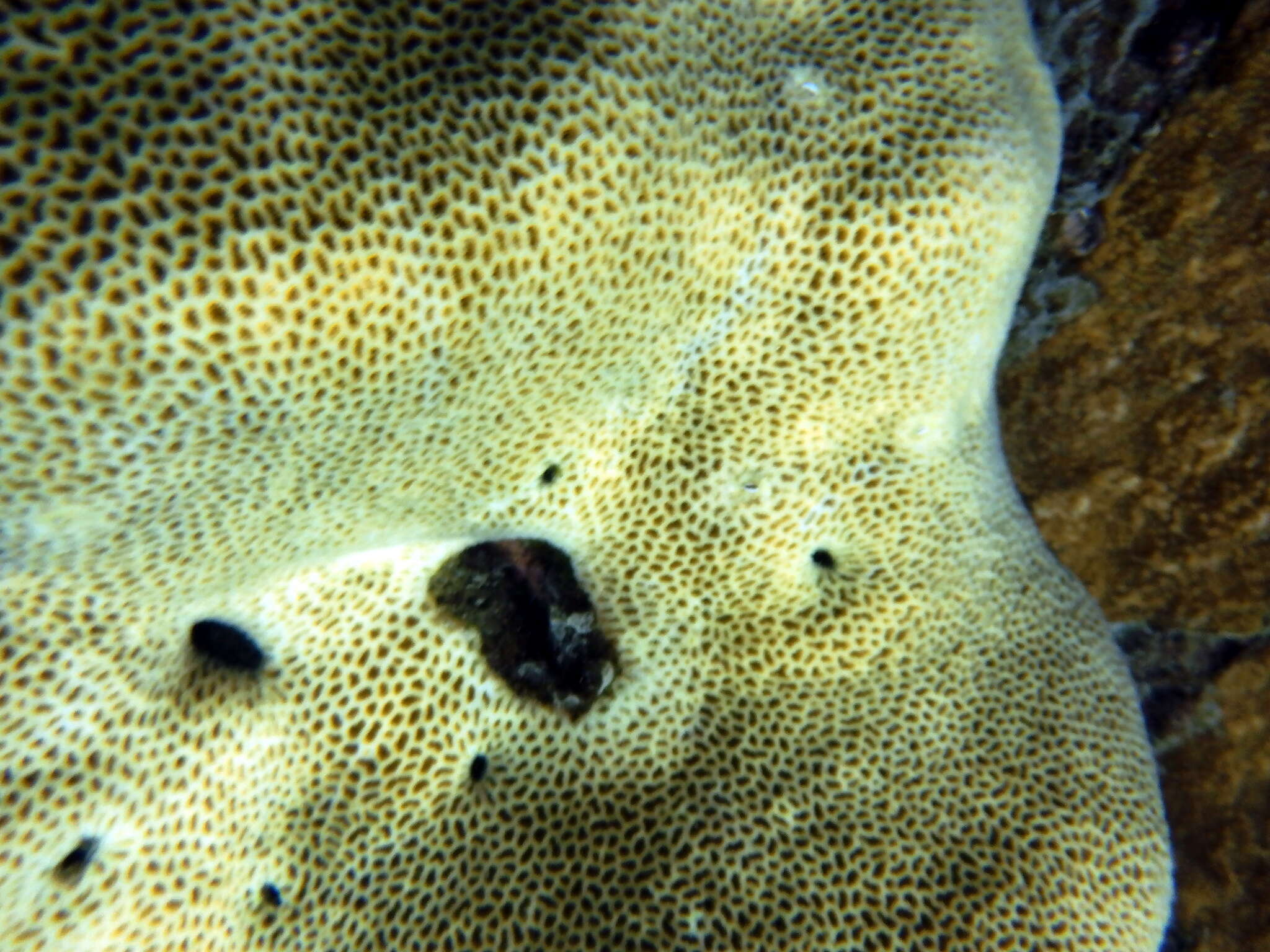 Image of tombstone coral