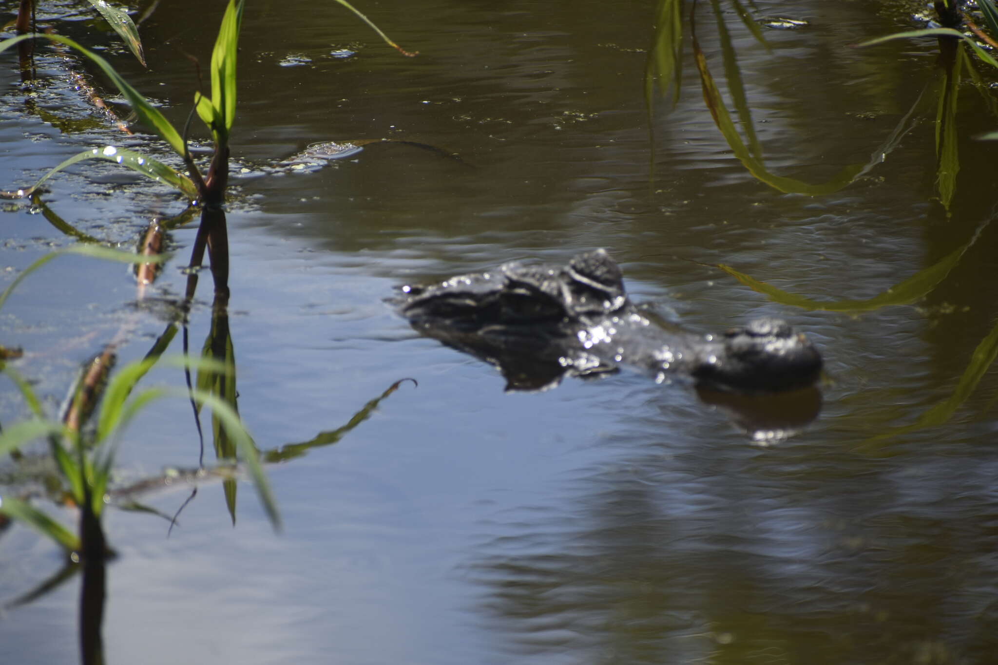 Image of South American Spectacled Caiman