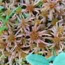 Sphagnum isoviitae Flatberg 1992的圖片