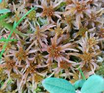 Sphagnum isoviitae Flatberg 1992的圖片