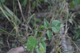 Image of Capsicum chacoense A. T. Hunziker