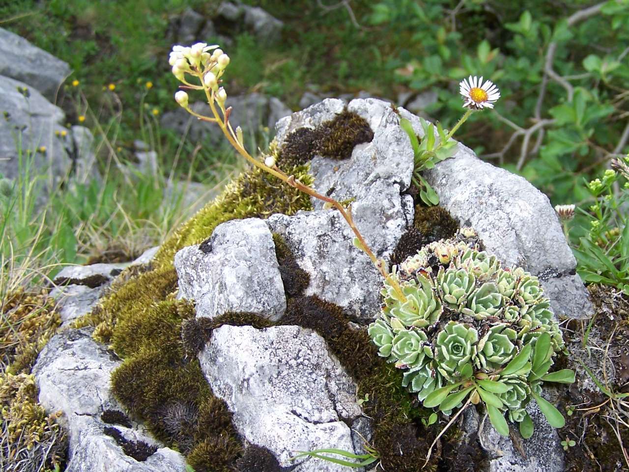 Image of Livelong Saxifrage