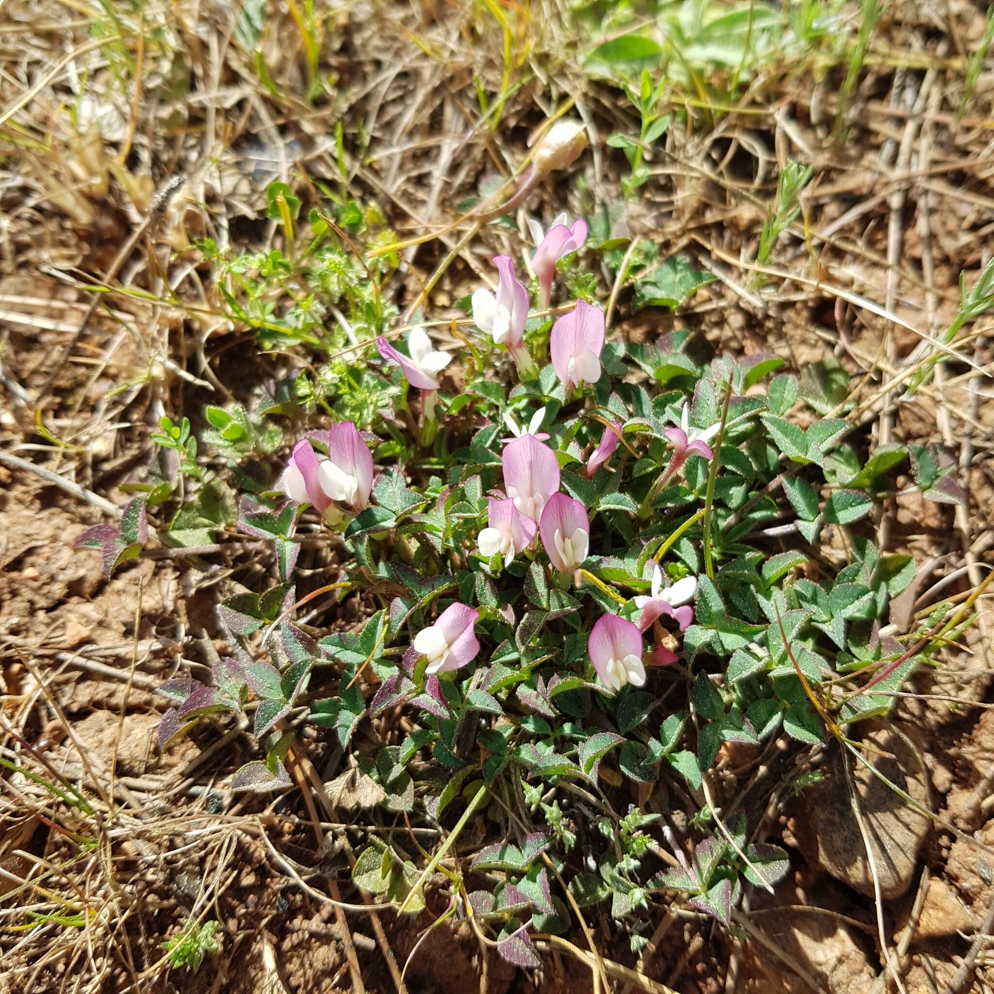 Image of oneflower clover