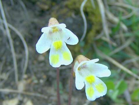 Image of Pinguicula alpina L.