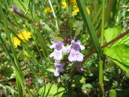 Image of Glechoma grandis (A. Gray) Kuprian.