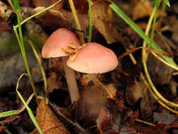 Image of Mycena rosea Gramberg 1912