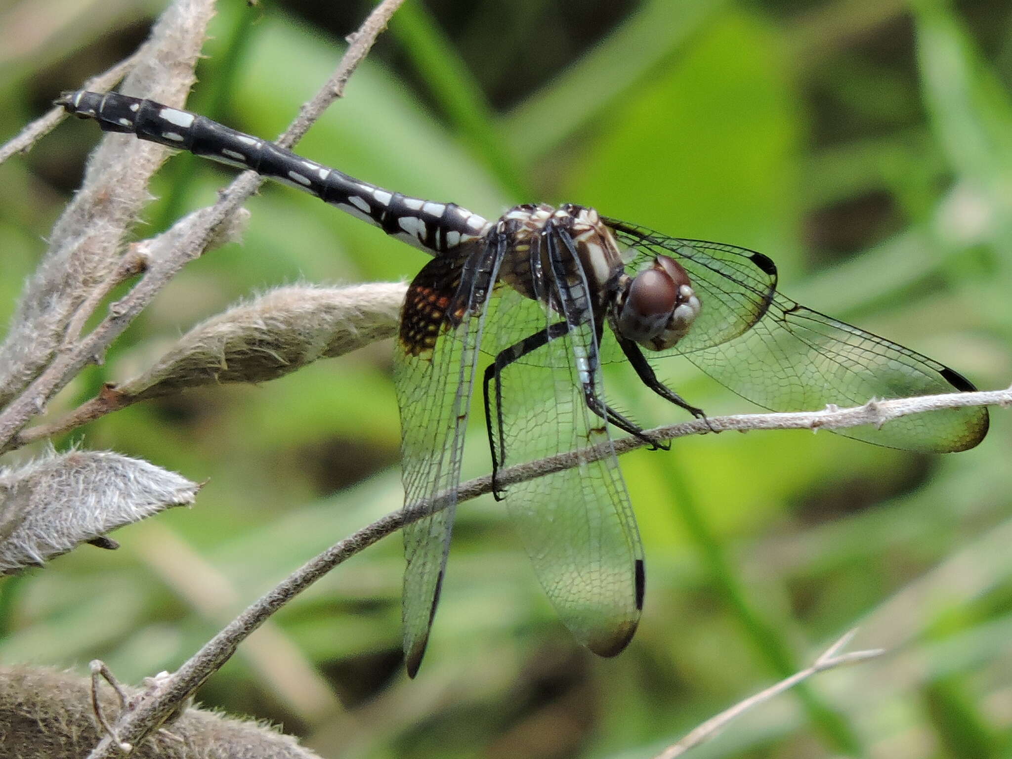 Image of Checkered Setwing