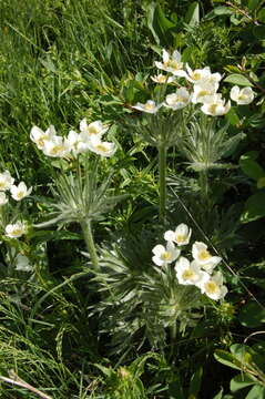 Imagem de Anemonastrum narcissiflorum subsp. crinitum (Juz.) Raus