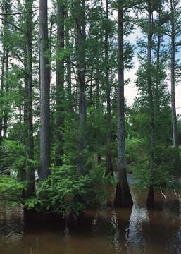 Image of bald cypress