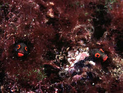 Image of Hancock's Blenny