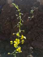 Image of Verbascum agrimoniifolium (C. Koch) Huber-Morath
