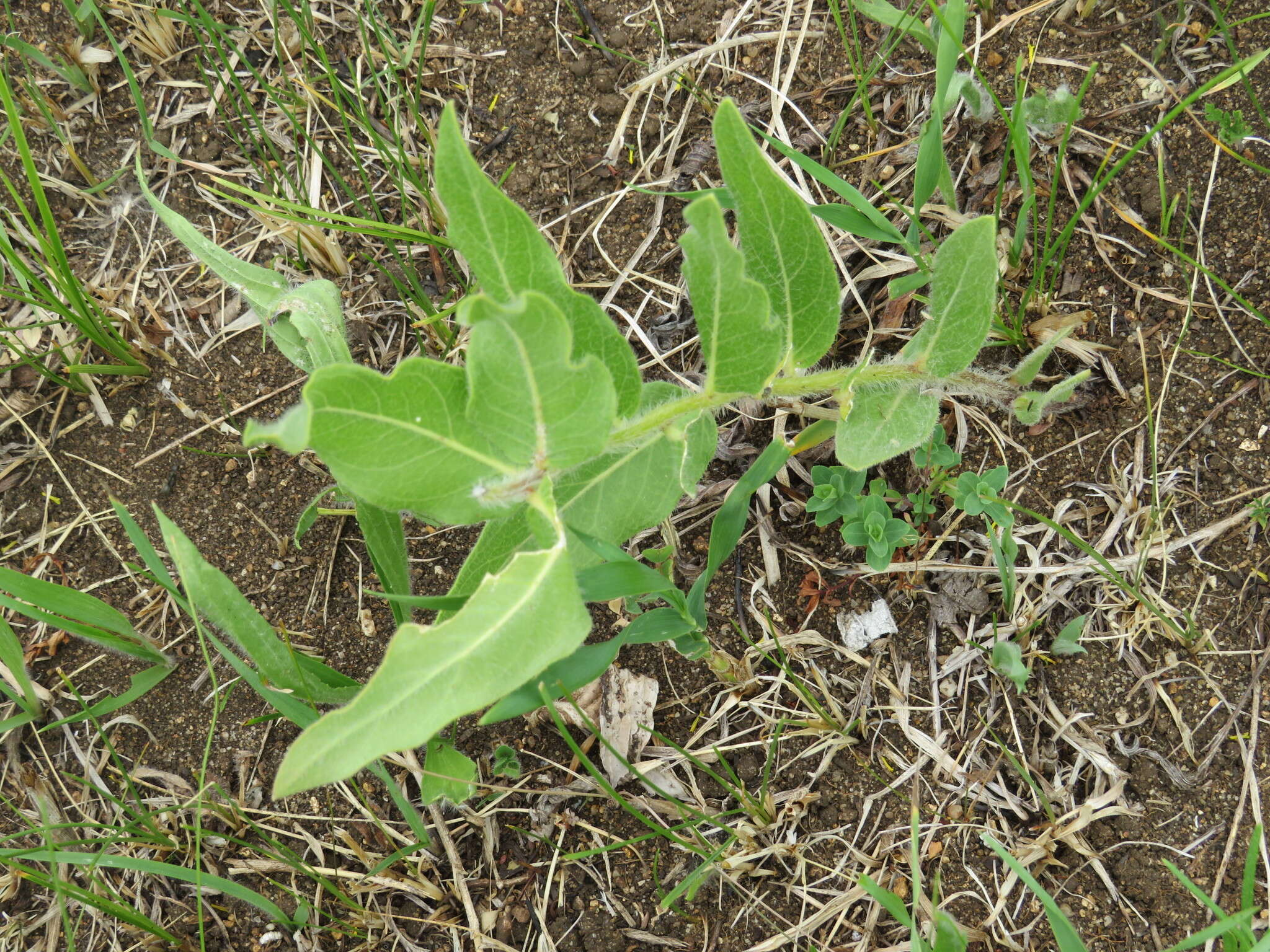 Image of sidecluster milkweed