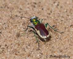 Image of Cicindela (Cicindela) scutellaris yampae Rumpp 1986